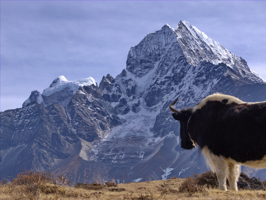 Photograph of a Yak looking at the Himalayan mountains